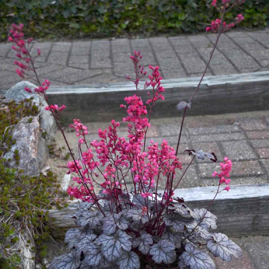 Heuchère - Heuchera Timeless Treasure