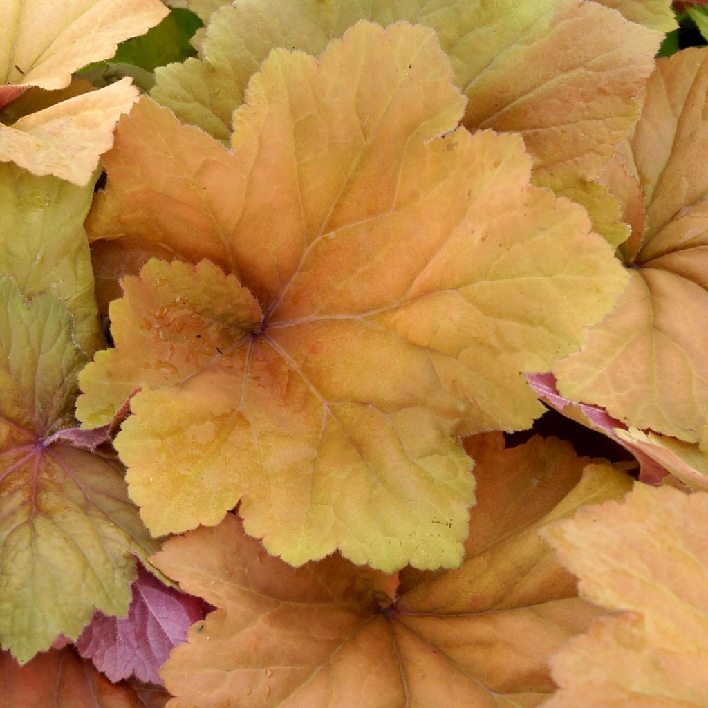 Heuchère - Heuchera Mega Caramel
