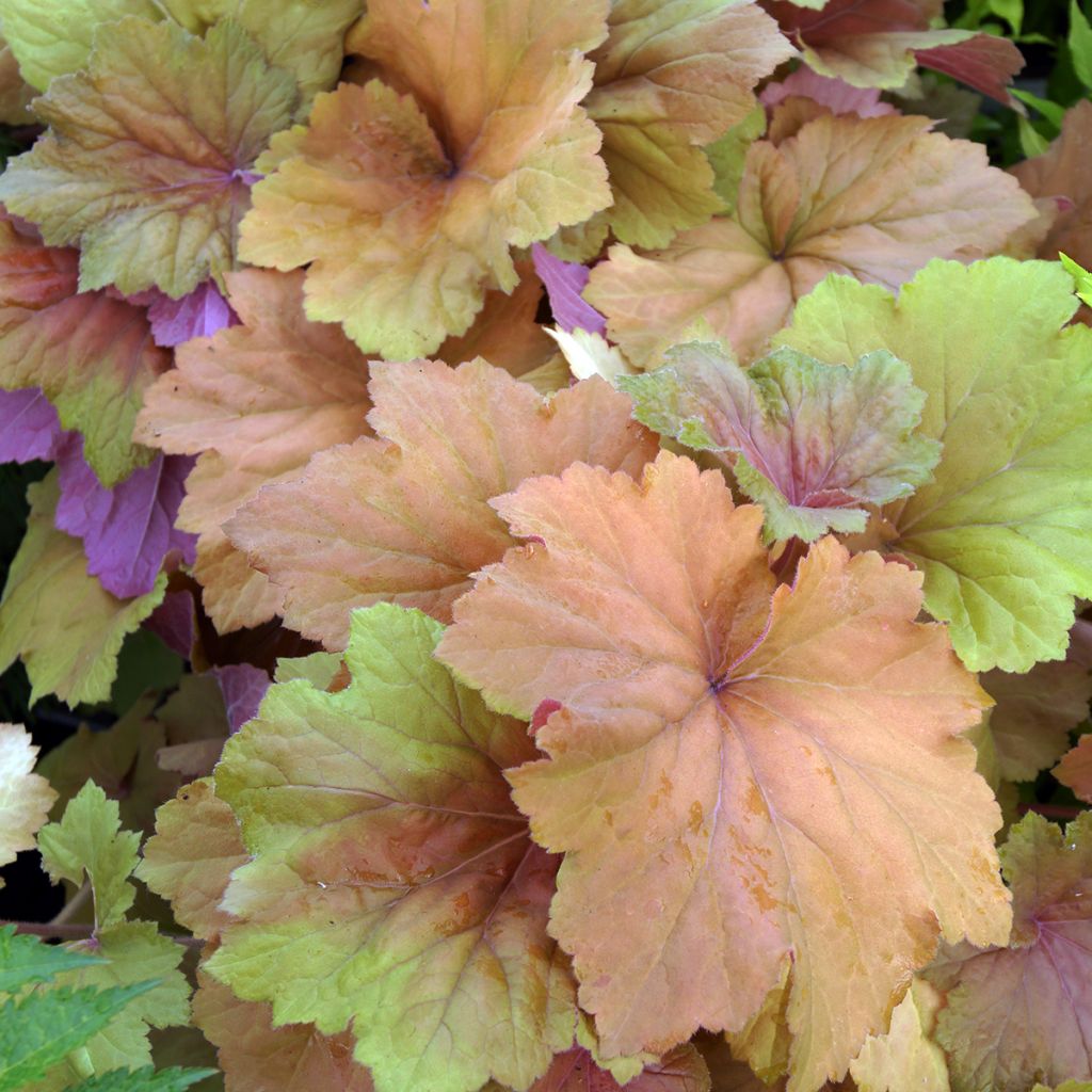 Heuchère - Heuchera Mega Caramel