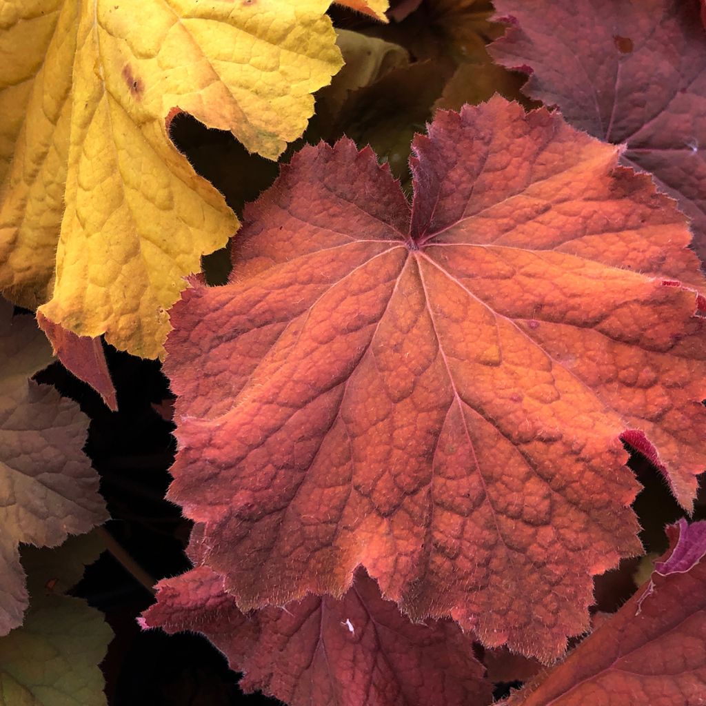 Heuchère - Heuchera Mega Caramel
