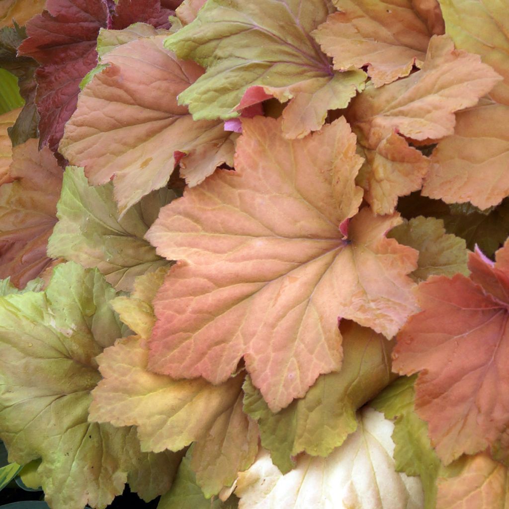 Heuchère - Heuchera Mega Caramel