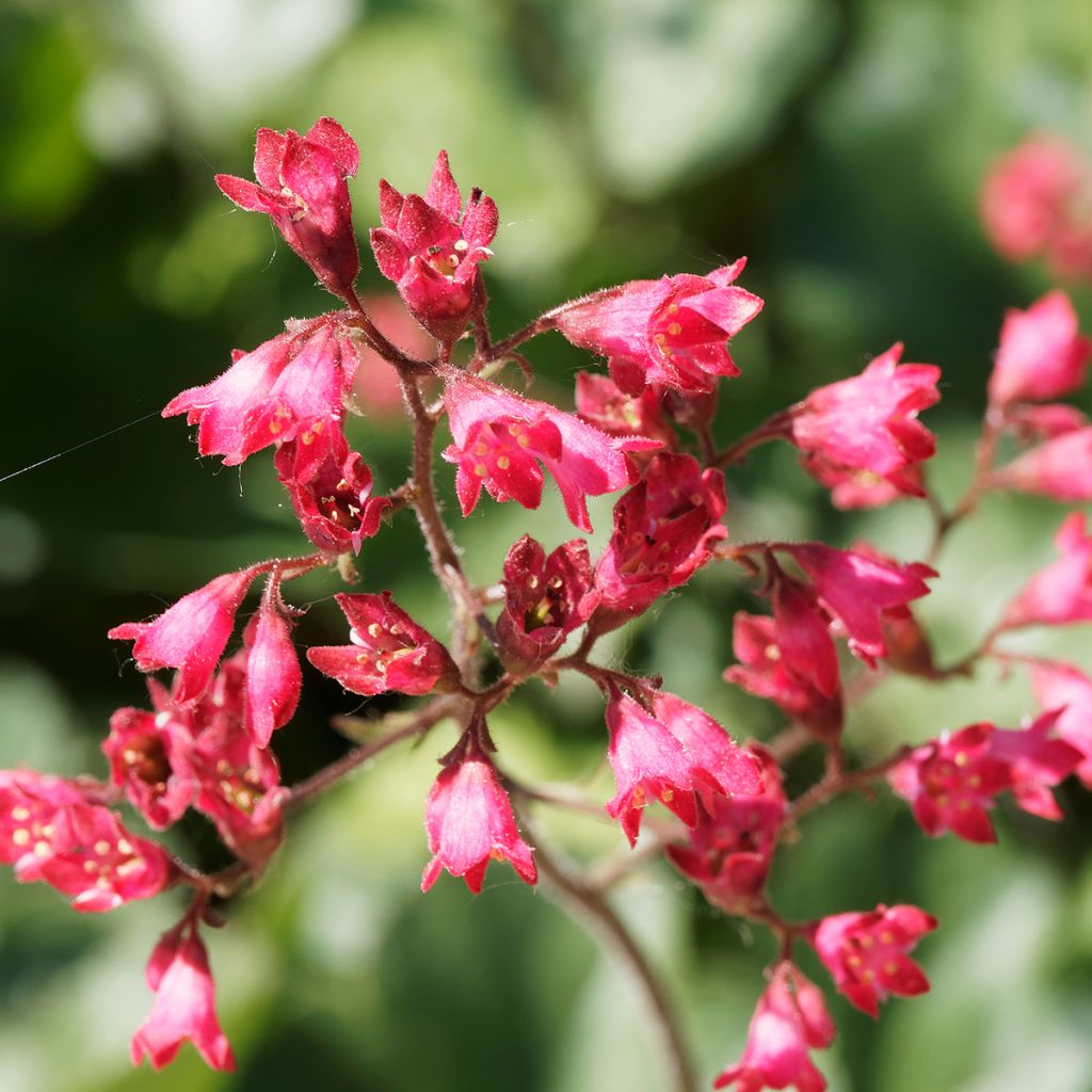 Heuchère - Heuchera Pluie de Feu