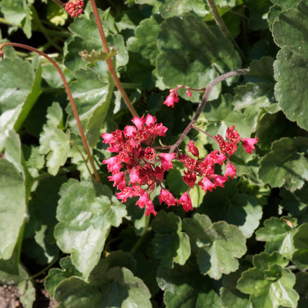 Heuchère - Heuchera Pluie de Feu