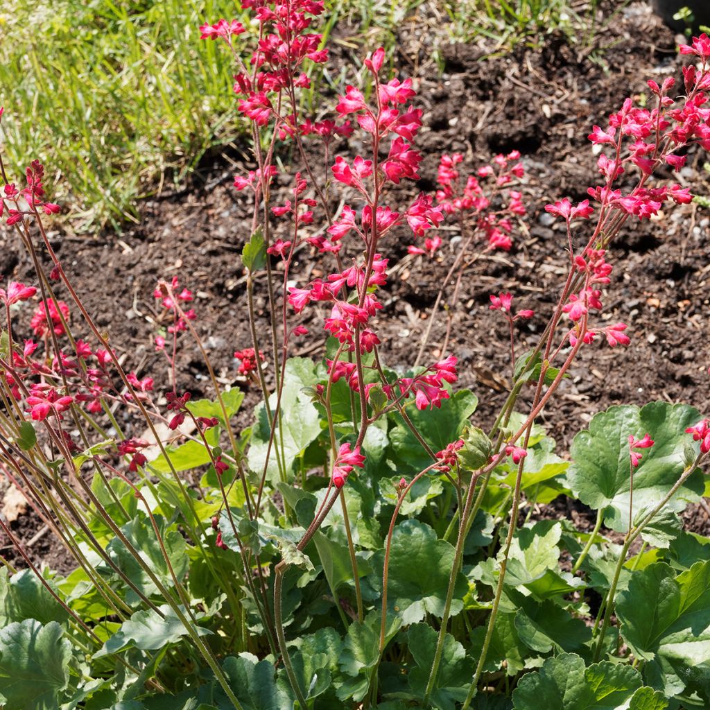 Heuchère - Heuchera Pluie de Feu