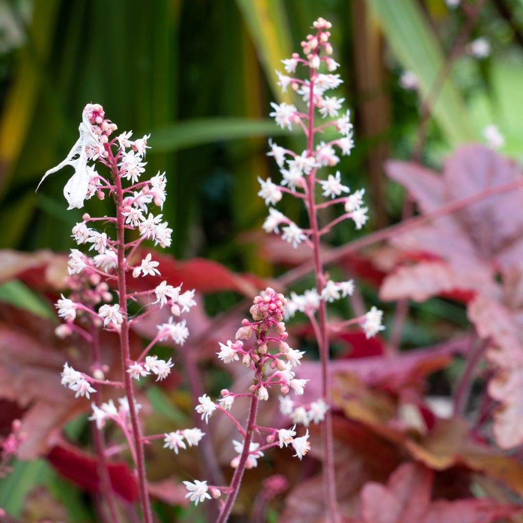 Heuchère - Heuchera Palace Purple
