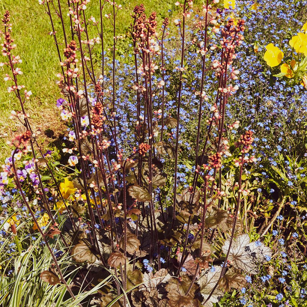 Heuchère - Heuchera Palace Purple