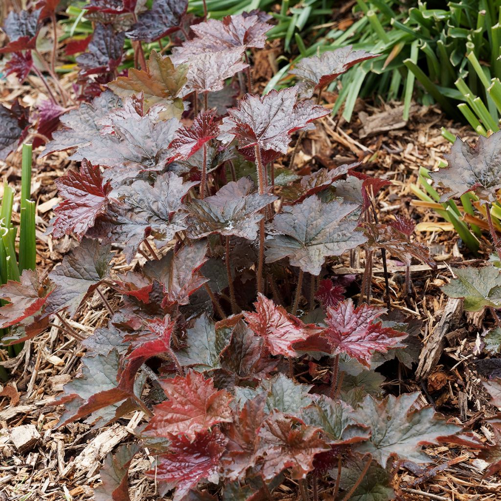 Heuchère - Heuchera Palace Purple