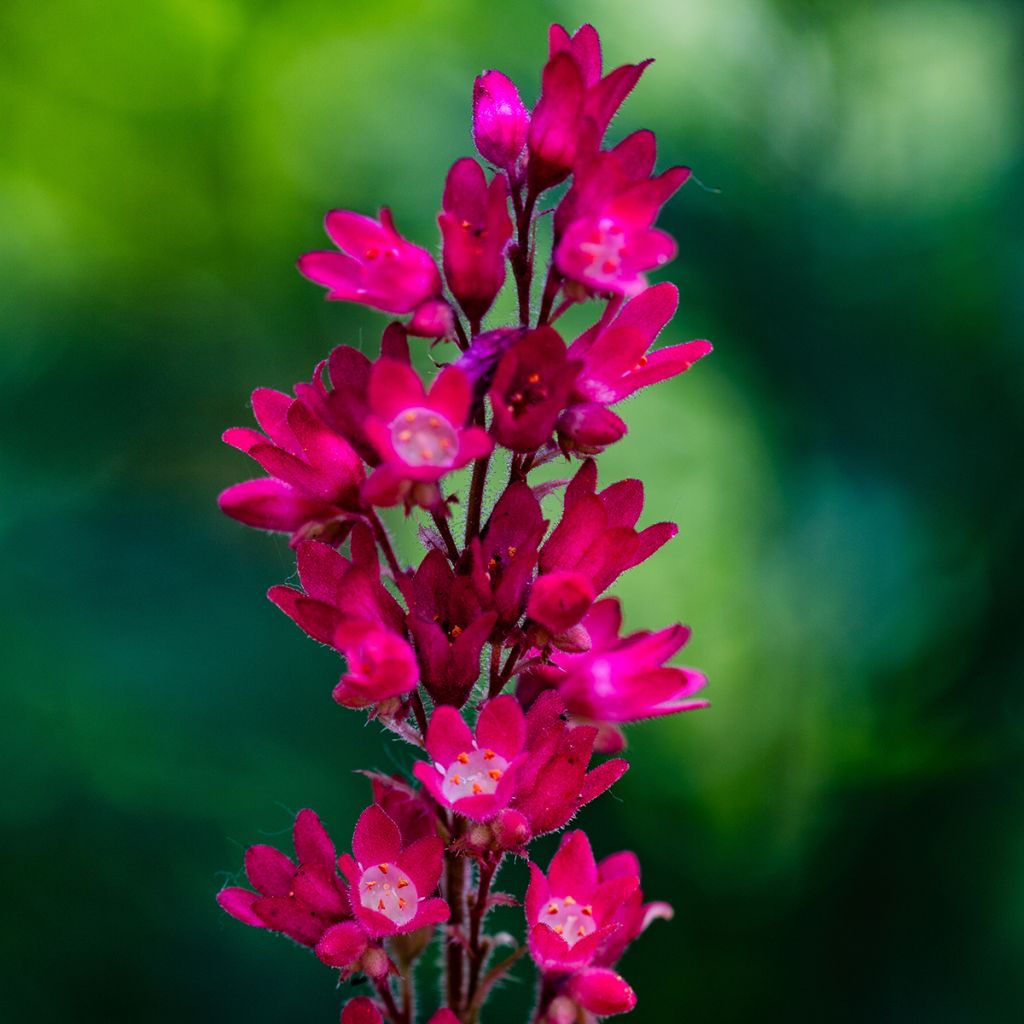 Heuchère - Heuchera sanguinea Leuchtkäfer