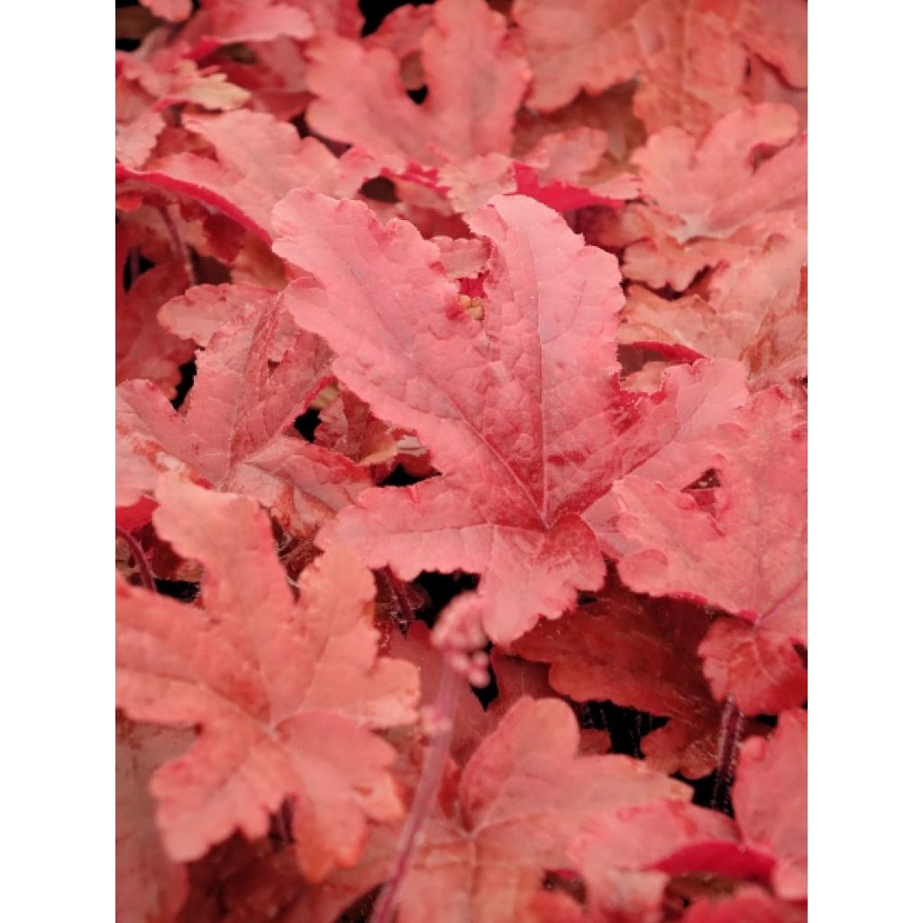 Heucherella Red Rover
