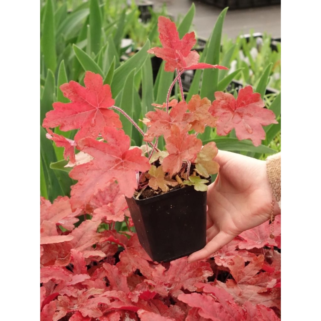 Heucherella Red Rover