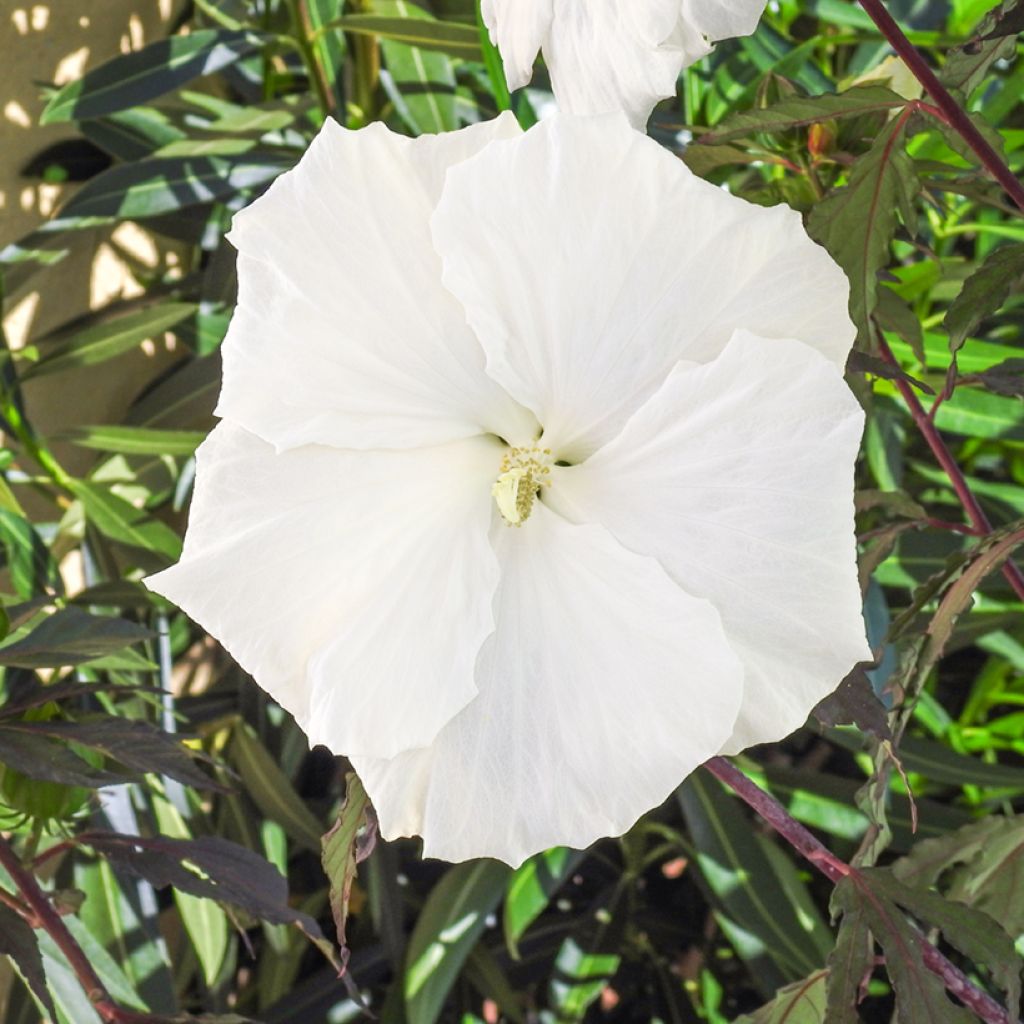 Hibiscus moscheutos Carousel Ghost - Hibiscus des marais