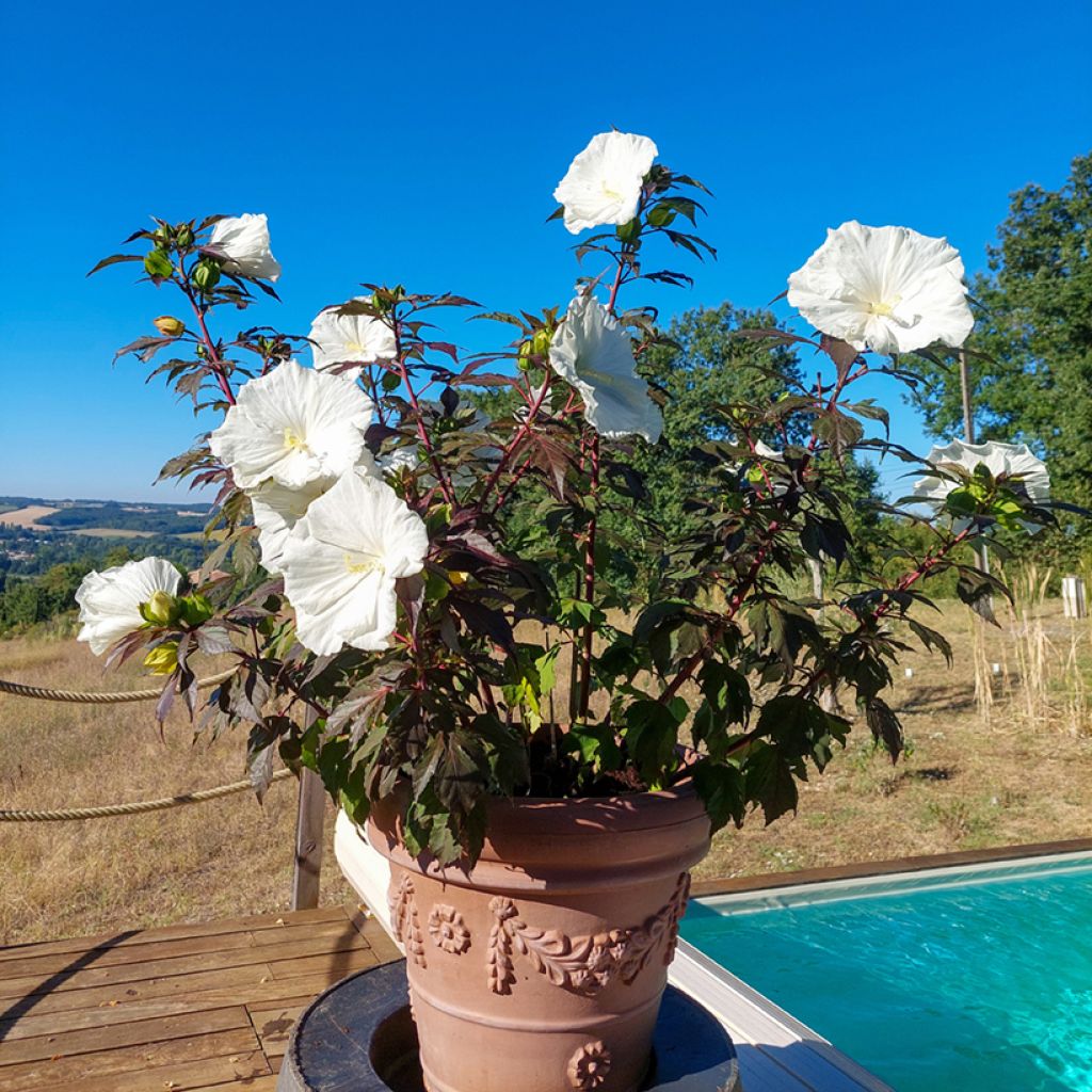 Hibiscus moscheutos Carousel Ghost - Hibiscus des marais