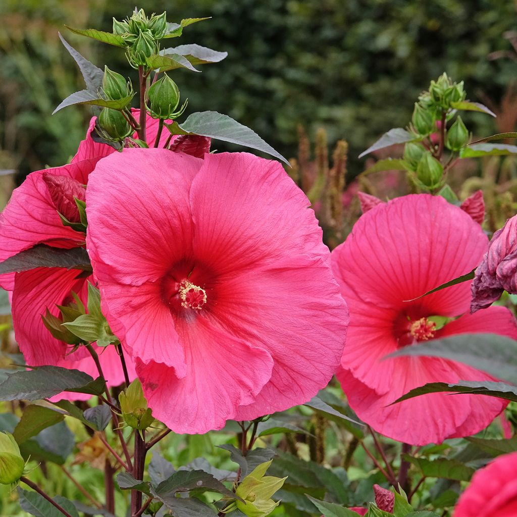 Hibiscus moscheutos PLANET Griotte - Hibiscus des marais