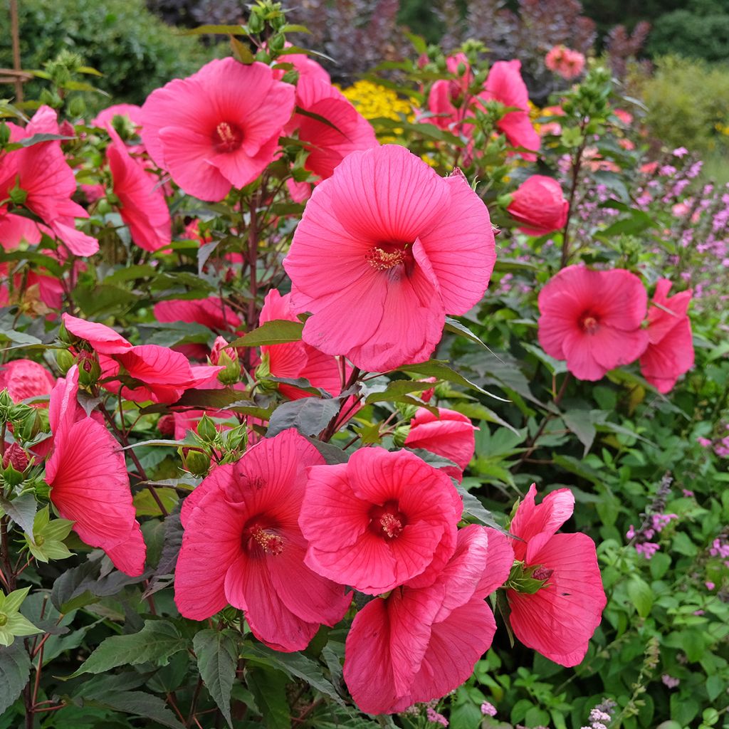 Hibiscus moscheutos PLANET Griotte - Hibiscus des marais