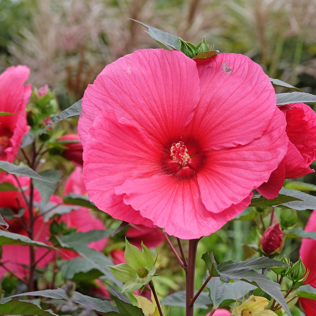Hibiscus moscheutos PLANET Griotte - Hibiscus des marais