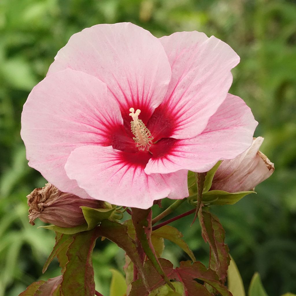Hibiscus moscheutos Pink Candy - Hibiscus des marais