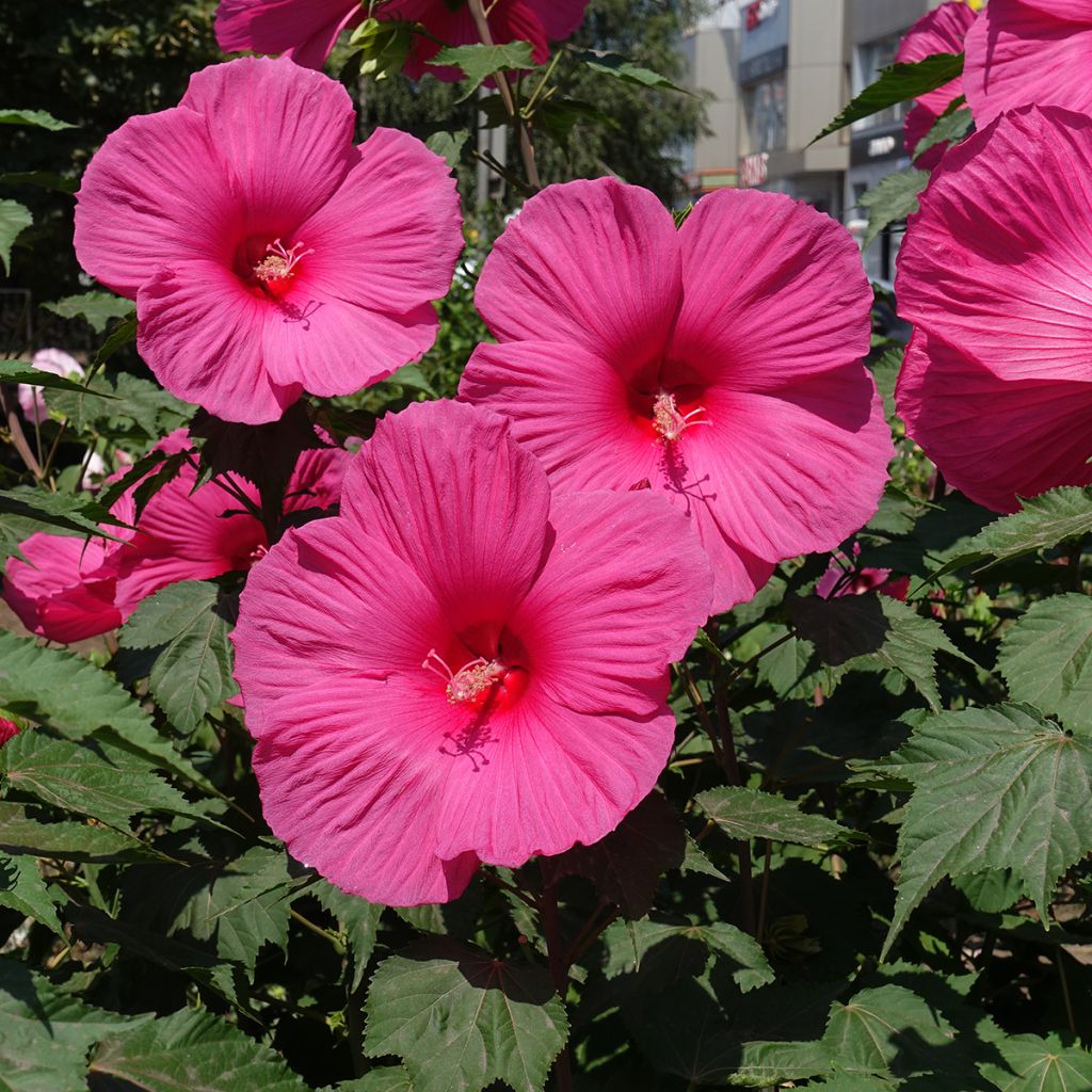 Hibiscus moscheutos Rose - Hibiscus des marais