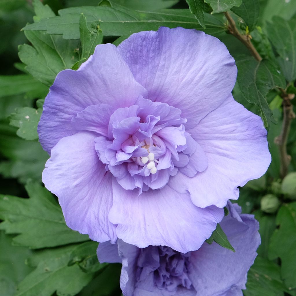 Hibiscus syriacus Blue Chiffon - Althea bleu double