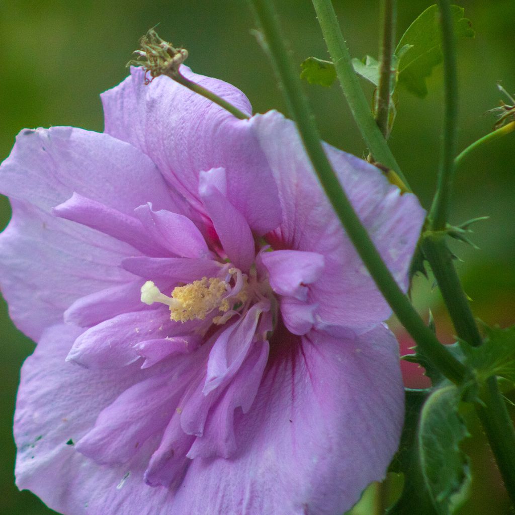 Hibiscus syriacus Lavender Chiffon - Althéa rose