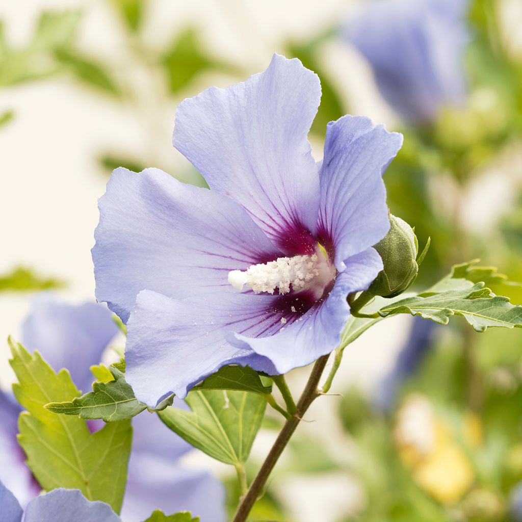 Hibiscus syriacus Ultramarine - Althéa bleu