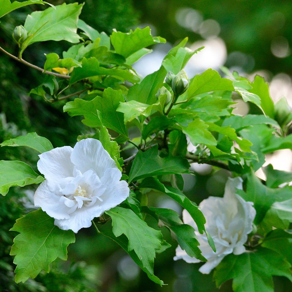 Hibiscus syriacus White Chiffon - Althéa blanc double