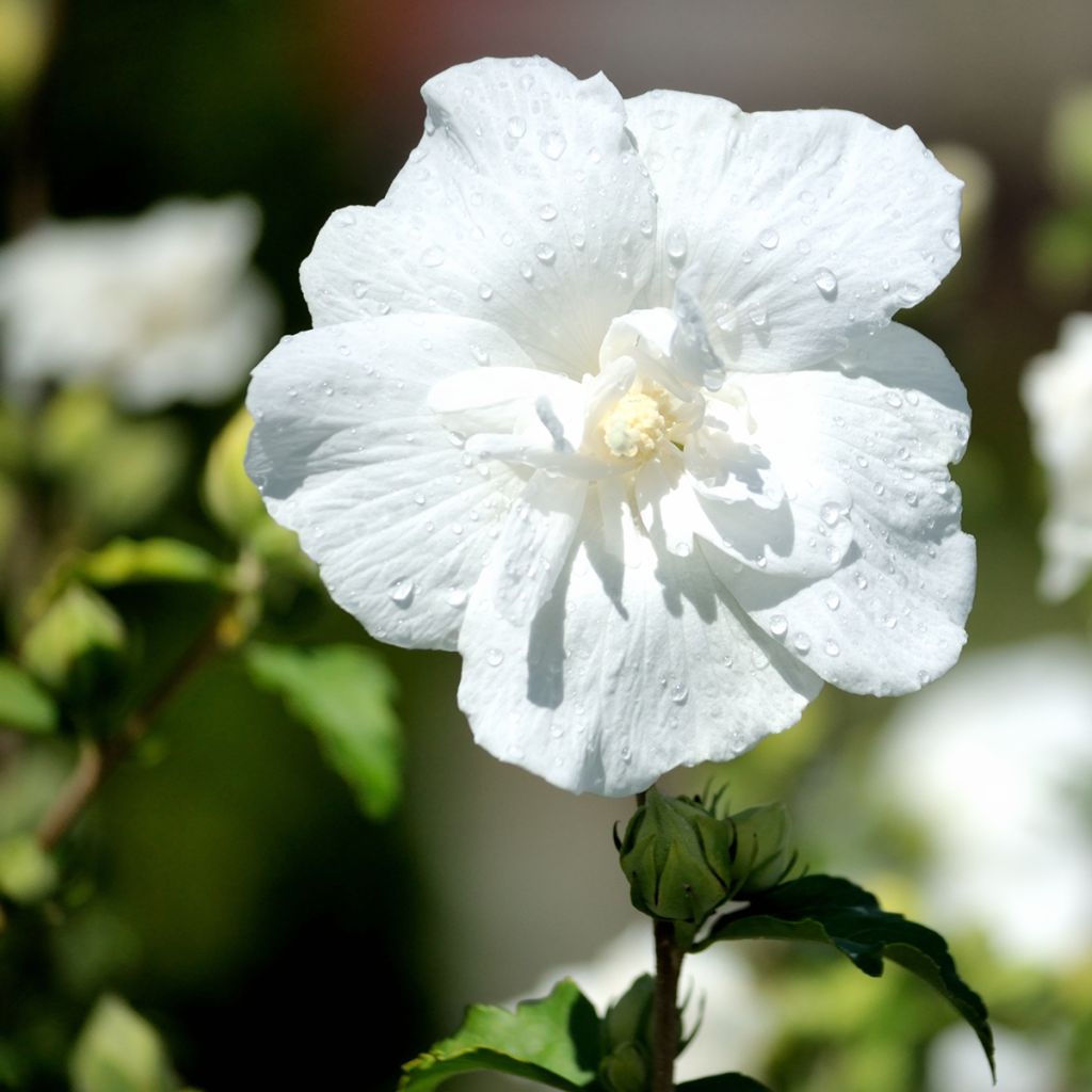 Hibiscus syriacus White Chiffon - Althéa blanc double