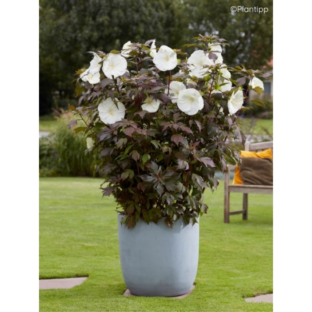 Hibiscus moscheutos Carousel Ghost - Hibiscus des marais