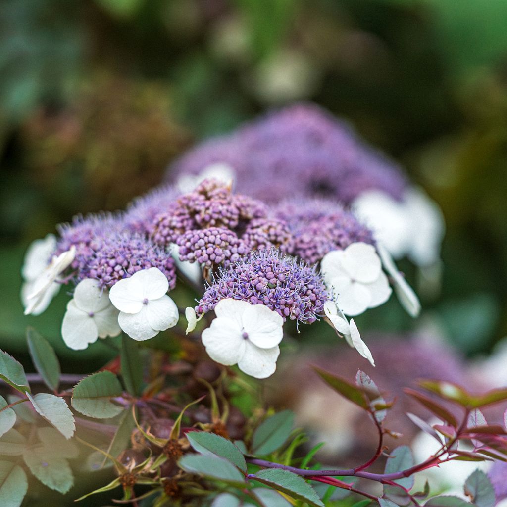 Hortensia - Hydrangea aspera Macrophylla 