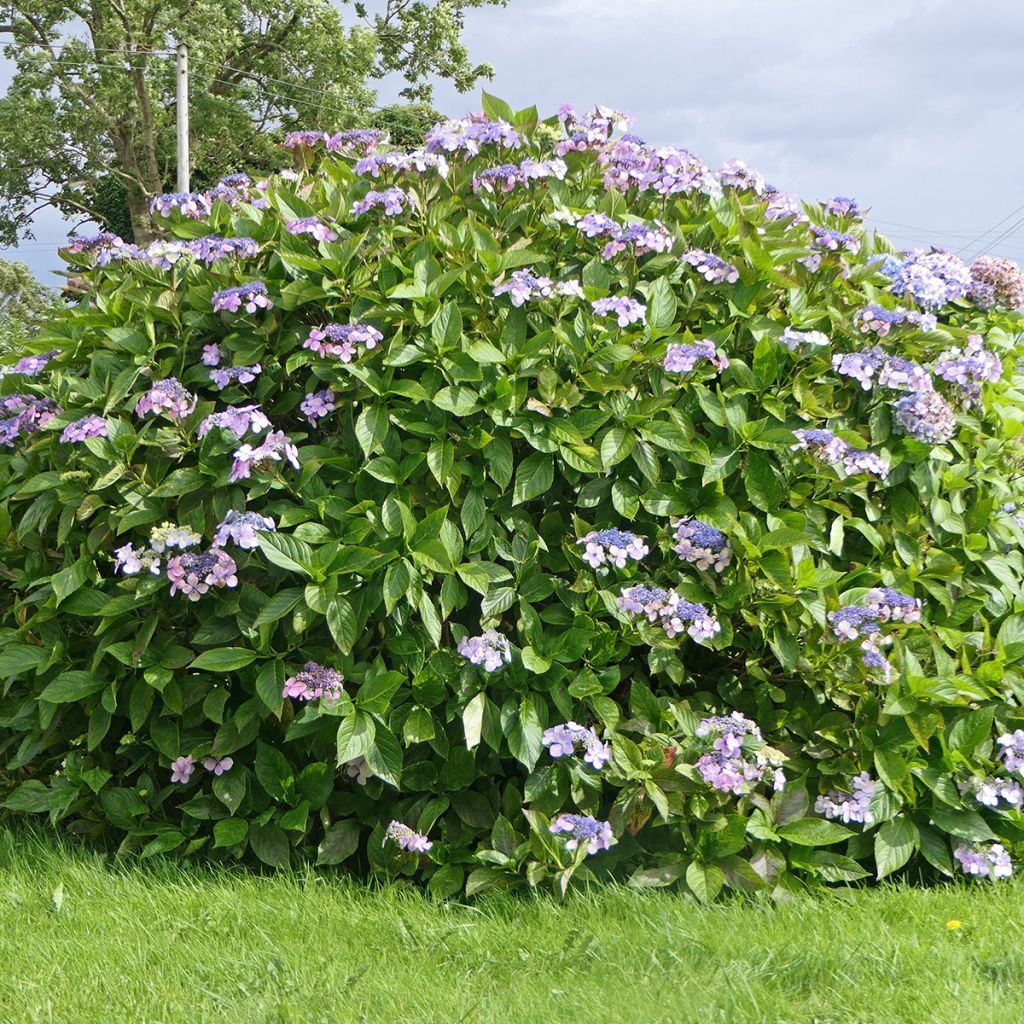 Hortensia - Hydrangea aspera Macrophylla 