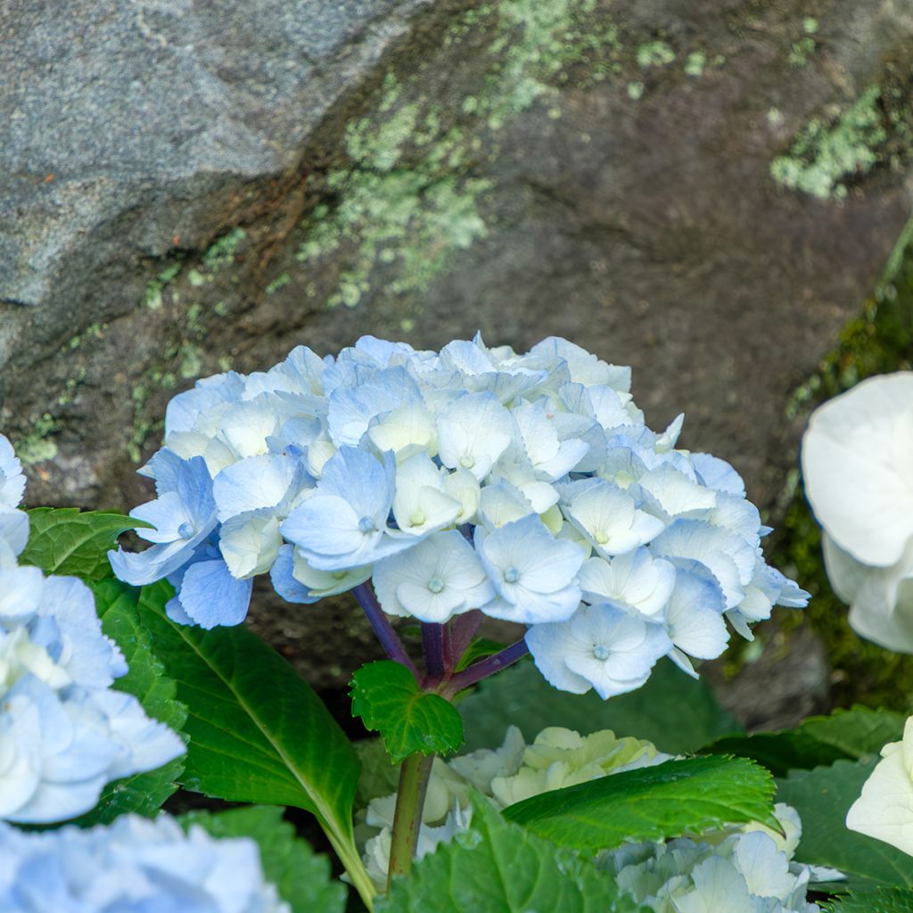 Hortensia - Hydrangea macrophylla Nikko Blue