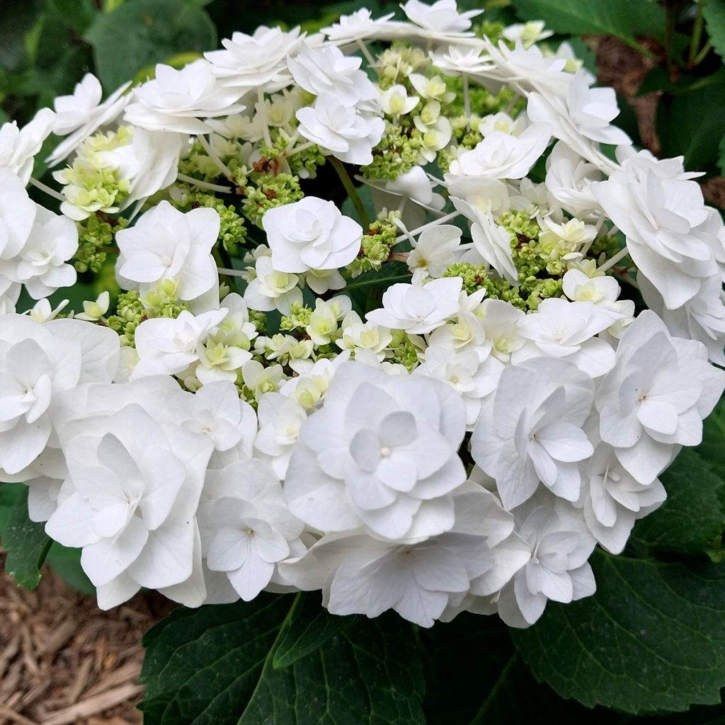 Hortensia - Hydrangea macrophylla Wedding Gown
