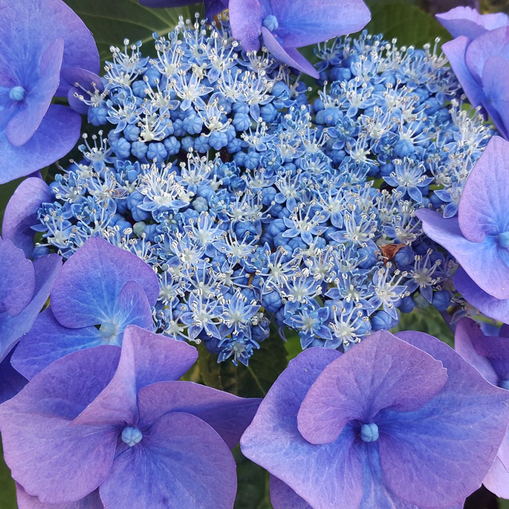 Hortensia - Hydrangea serrata Blue Bird