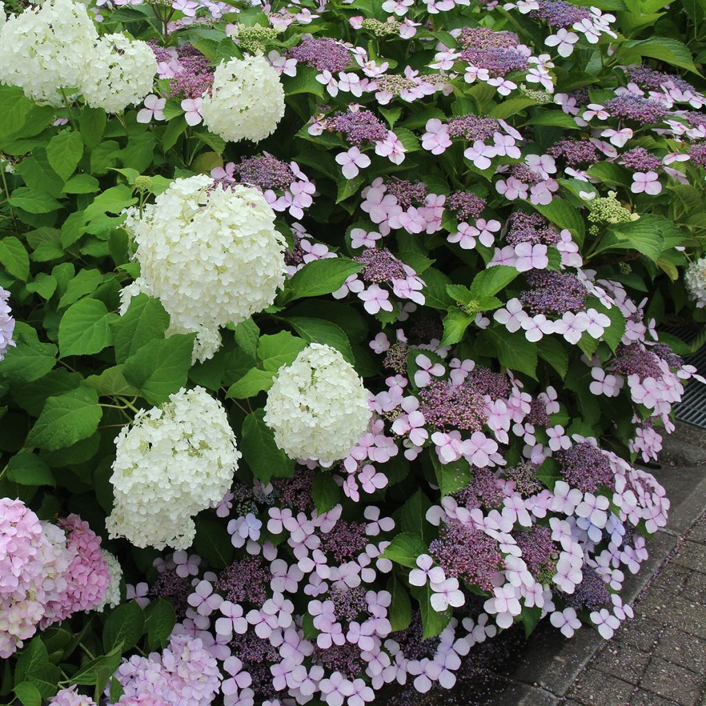 Hortensia - Hydrangea serrata Blue Bird