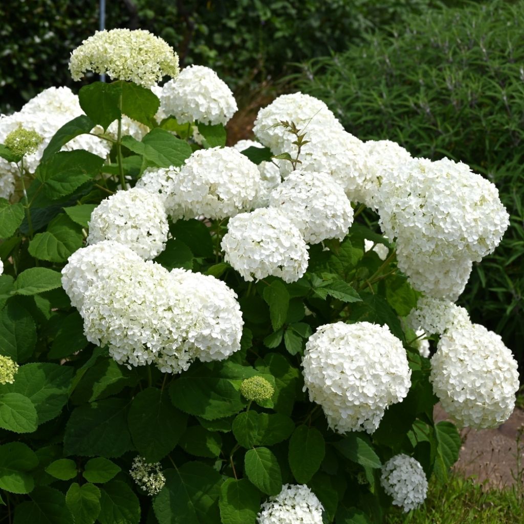 Hortensia arborescens Strong Annabelle ( Incrediball )