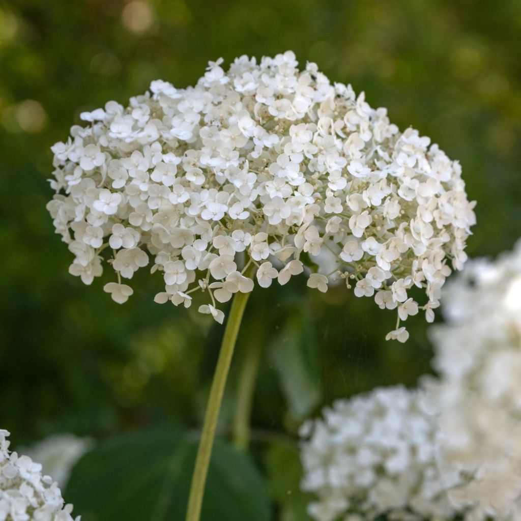 Hortensia arborescens Strong Annabelle ( Incrediball )