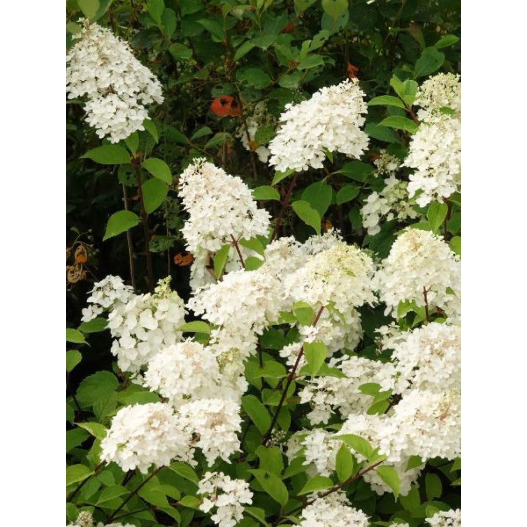 Hydrangea paniculata Silver Dollar - Hortensia paniculé