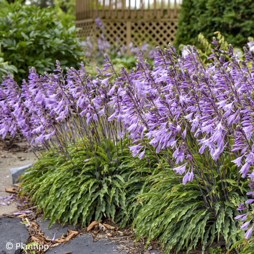 Hosta Silly String