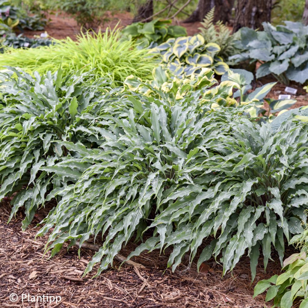 Hosta Silly String