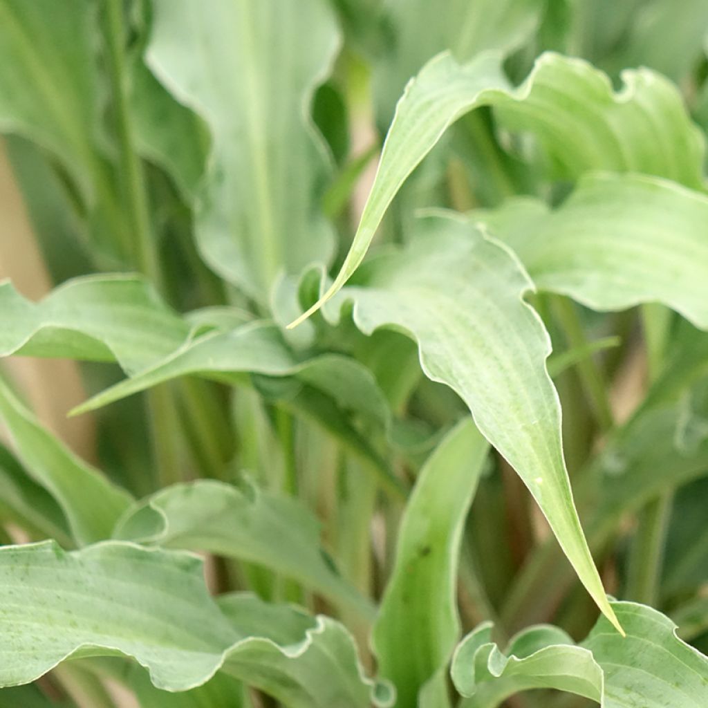 Hosta Silly String