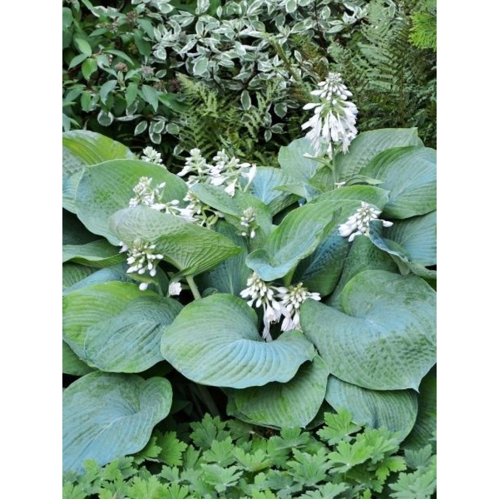 Hosta Jurassic Park - Hosta géant