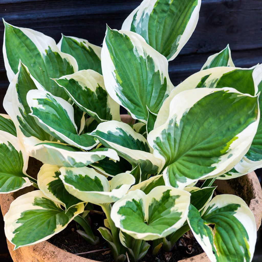 Hosta Minuteman