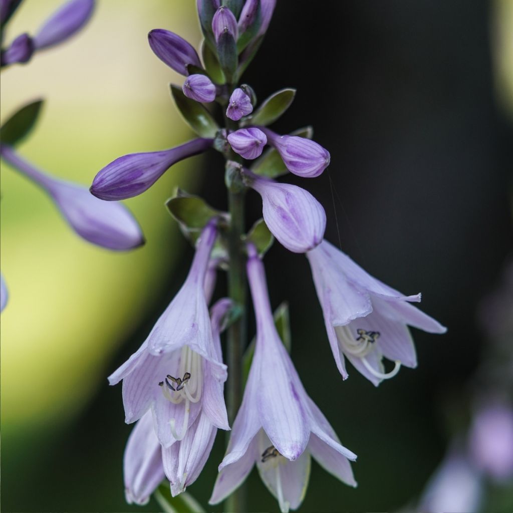 Hosta Minuteman