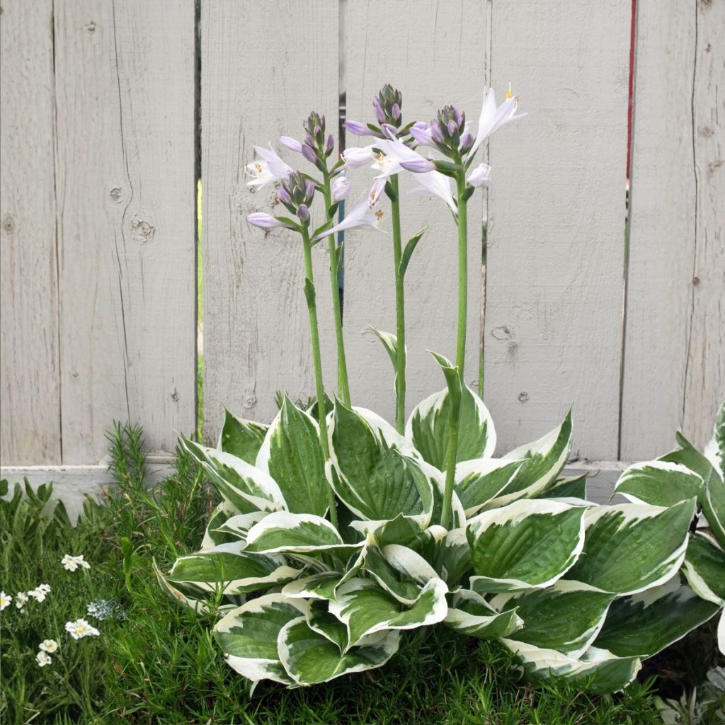 Hosta Minuteman