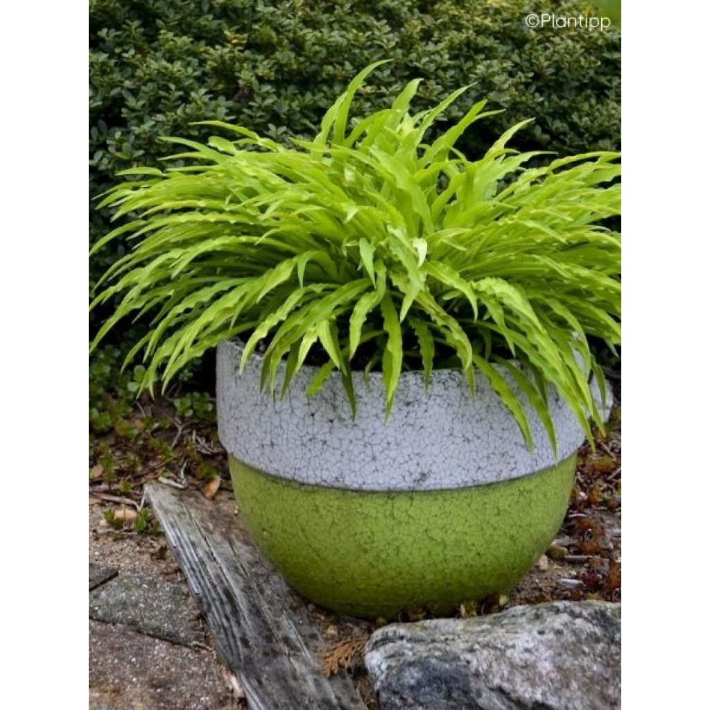 Hosta Party Streamers