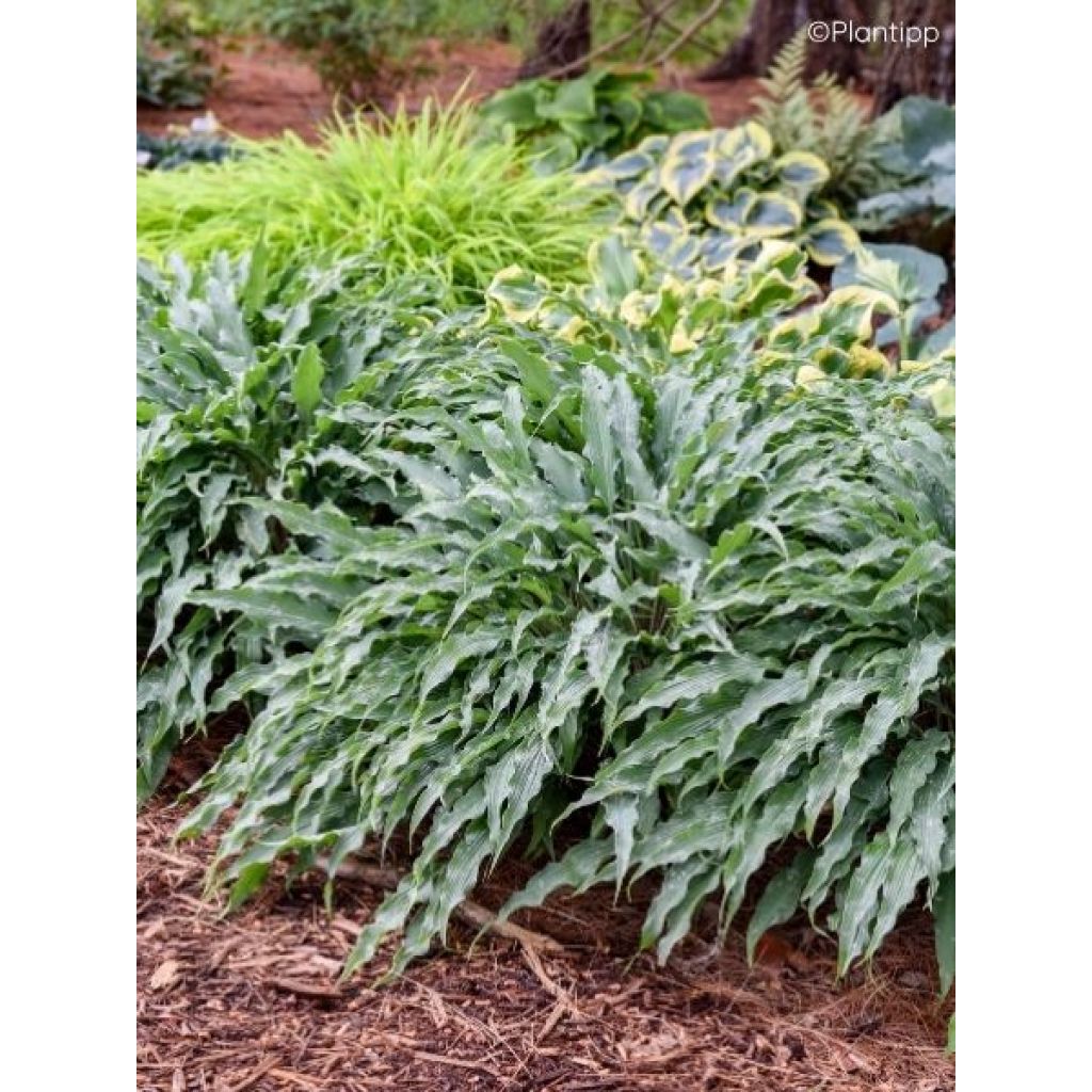 Hosta Silly String