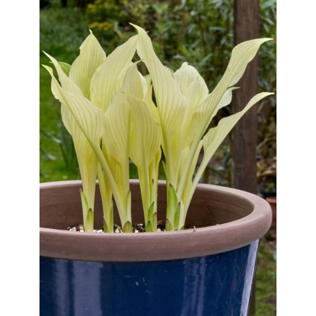 Hosta White Feather