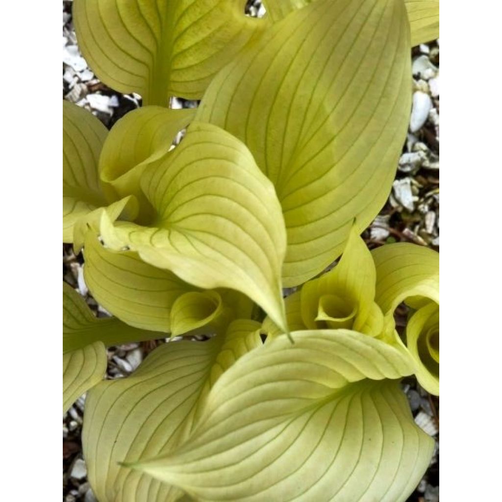 Hosta White Feather