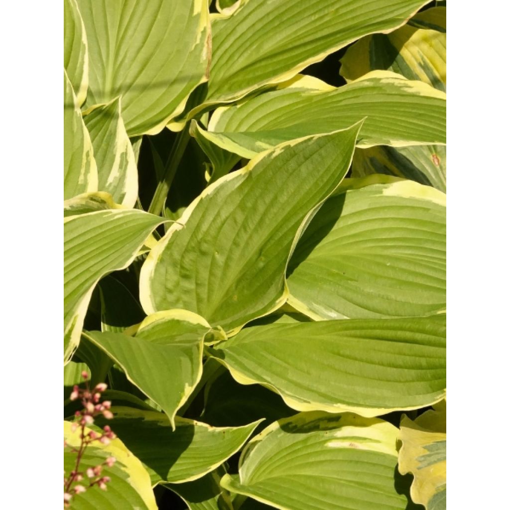 Hosta montana Yellow River