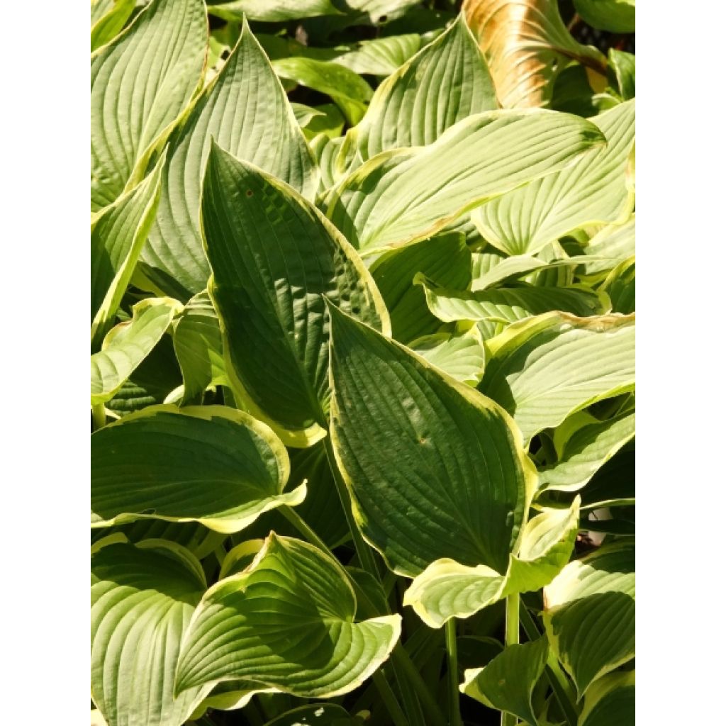 Hosta montana Yellow River