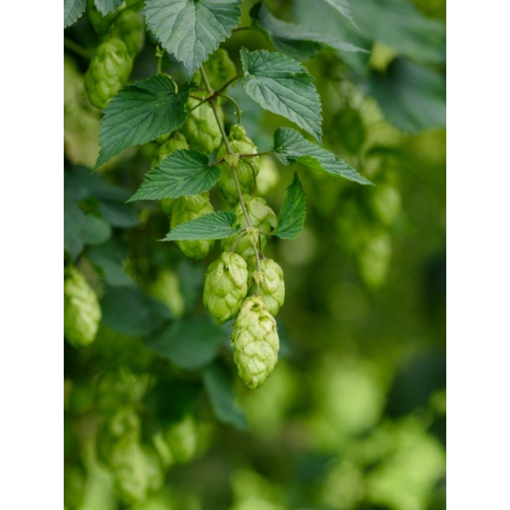 Houblon - Humulus lupulus